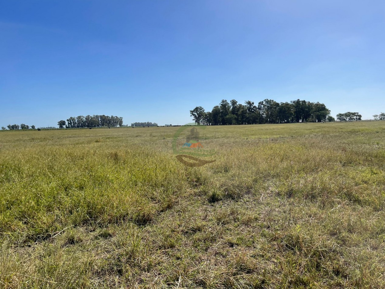 81 ha Mixto - Alvear