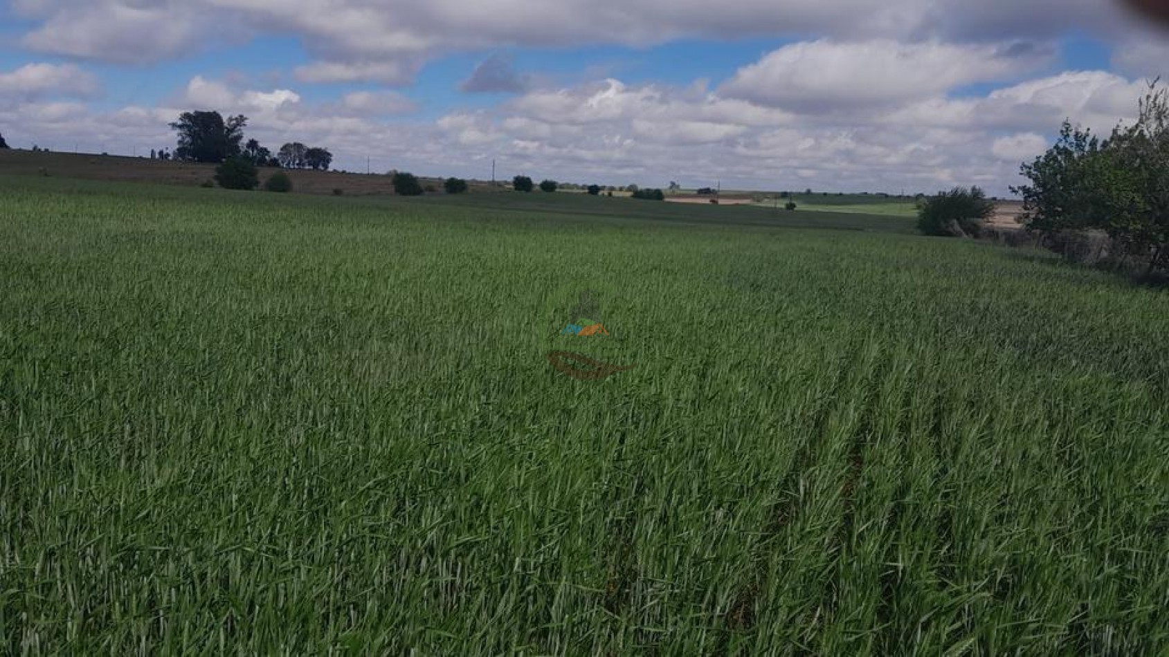 1300 Ha Agricolas - La Paz - Entre Rios