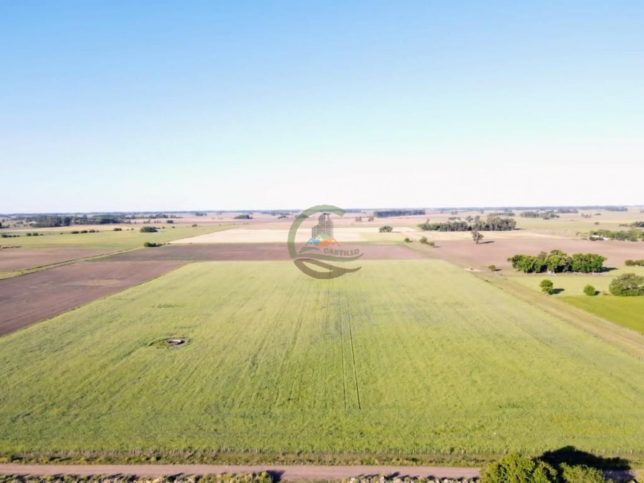 11 ha Agricolas - Saladillo