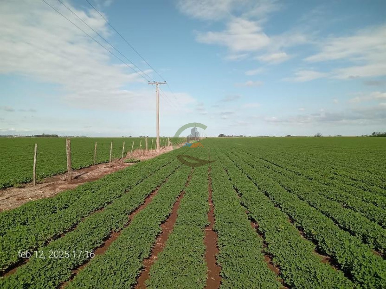 189 Ha Agricolas - Monte Maiz - Cordoba 