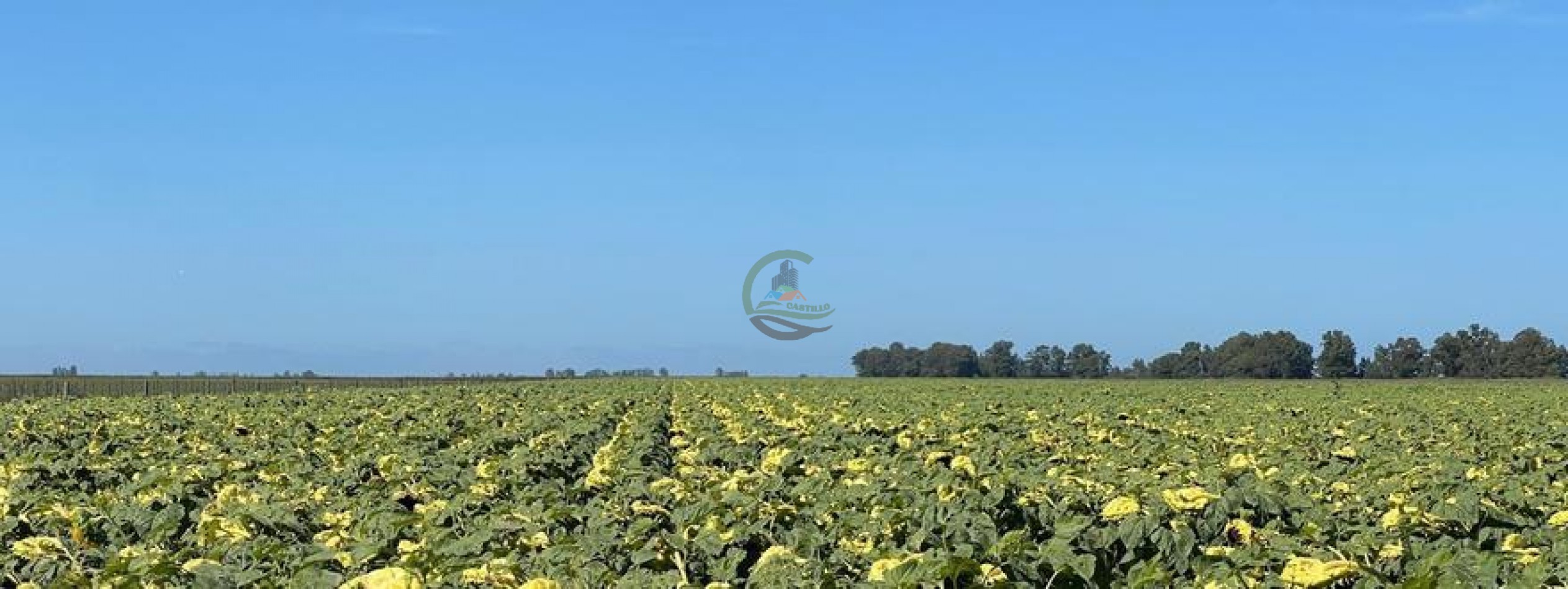 320 Ha Mixtos - Tres Arroyos