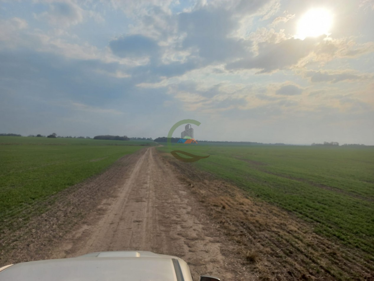 709 Ha Agricolas - San Justo - Santa Fe