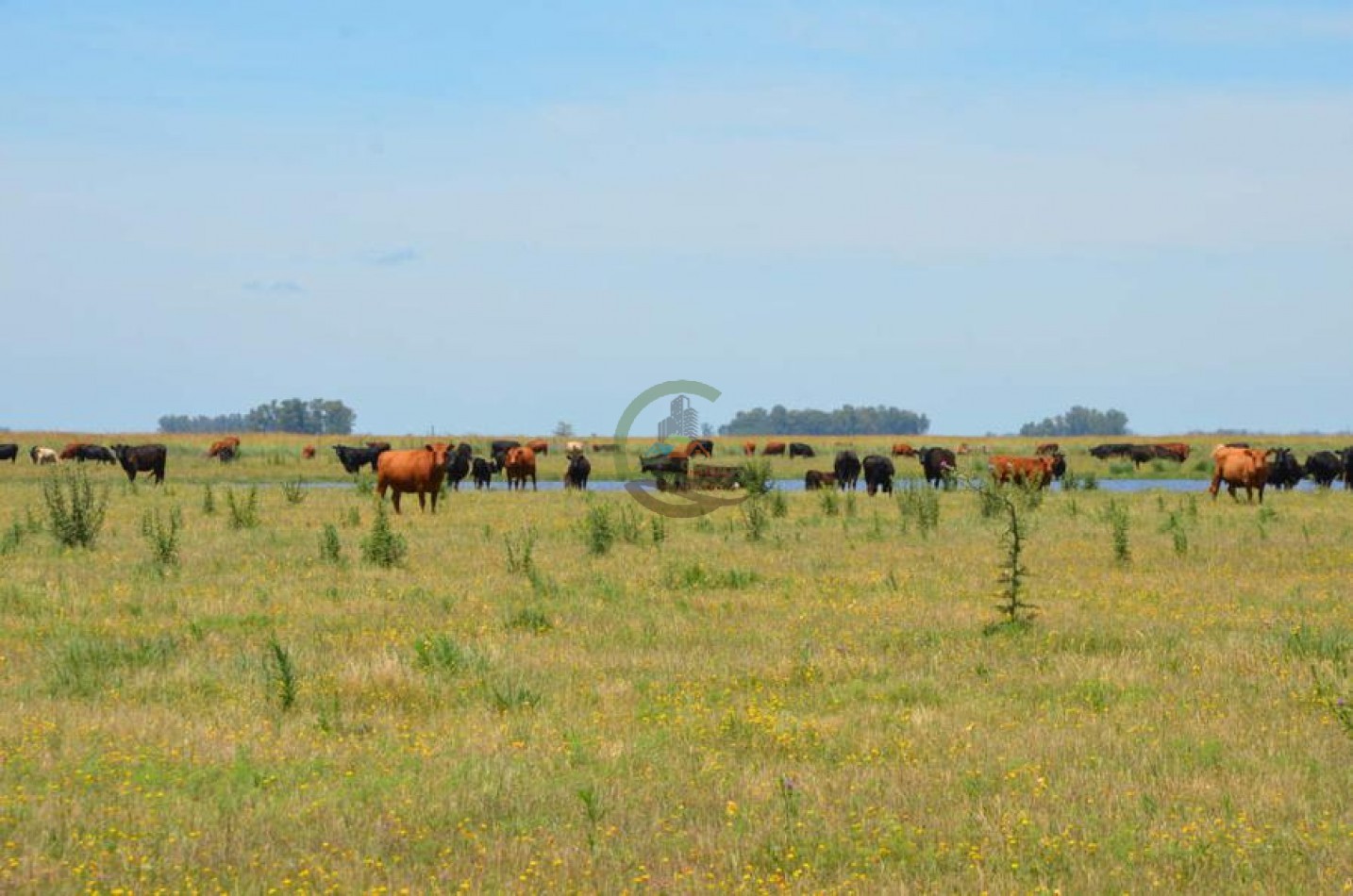 787 Ha Ganadero - Espigas - Olavarria