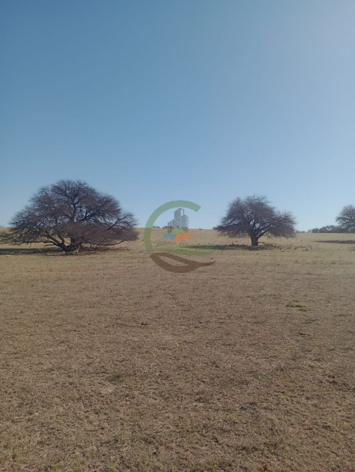 2500 ha Coto de caza - Quehue - La Pampa