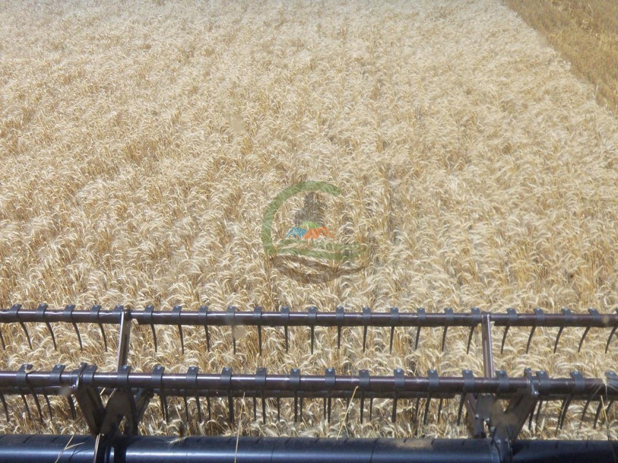 575 Ha Agricolas - Victoria - Entre Rios