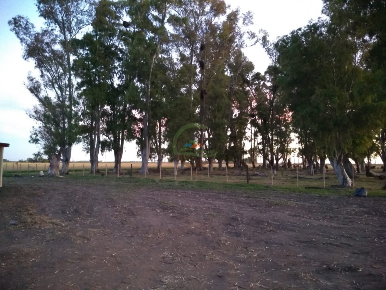36 ha mixtas . general alvear