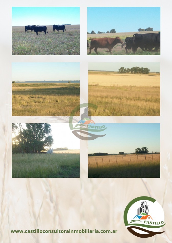400 ha mixtas - guamini