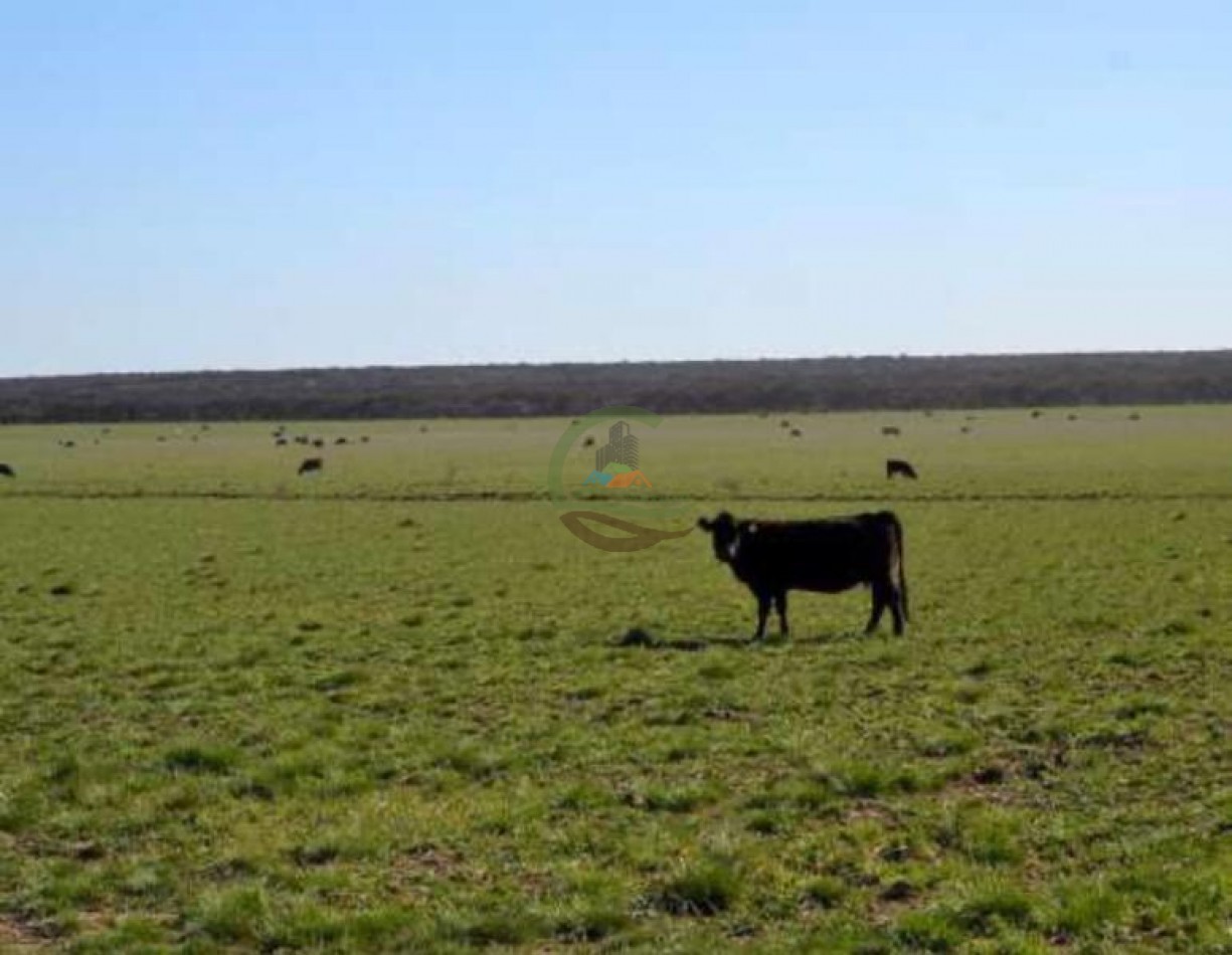 5000 Ha Ganadero - Conhelo - La Pampa