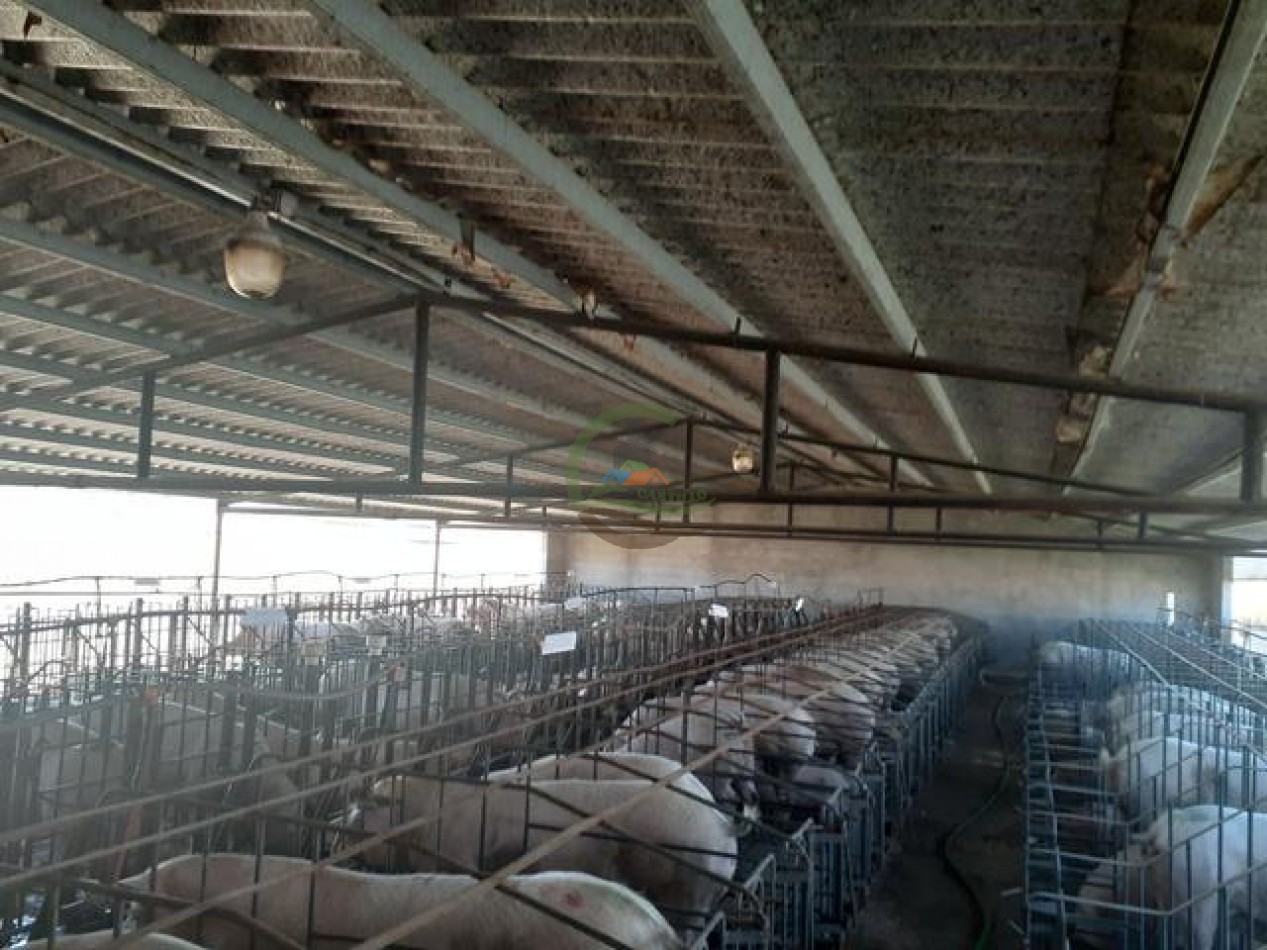 95 Ha Granja de Cerdos - Trenque Lauquen