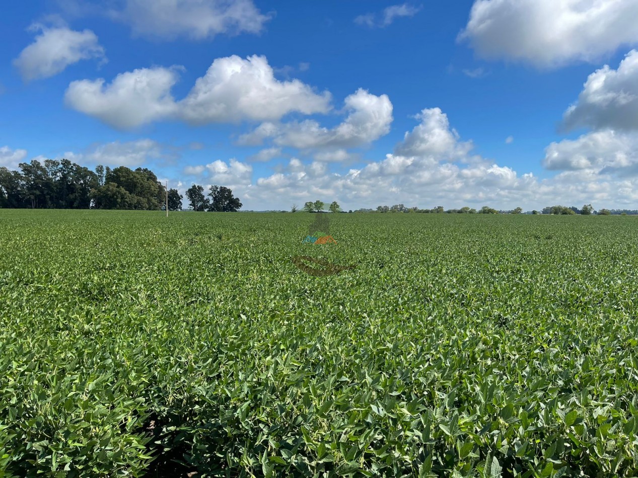 84 ha mixta - Bolivar