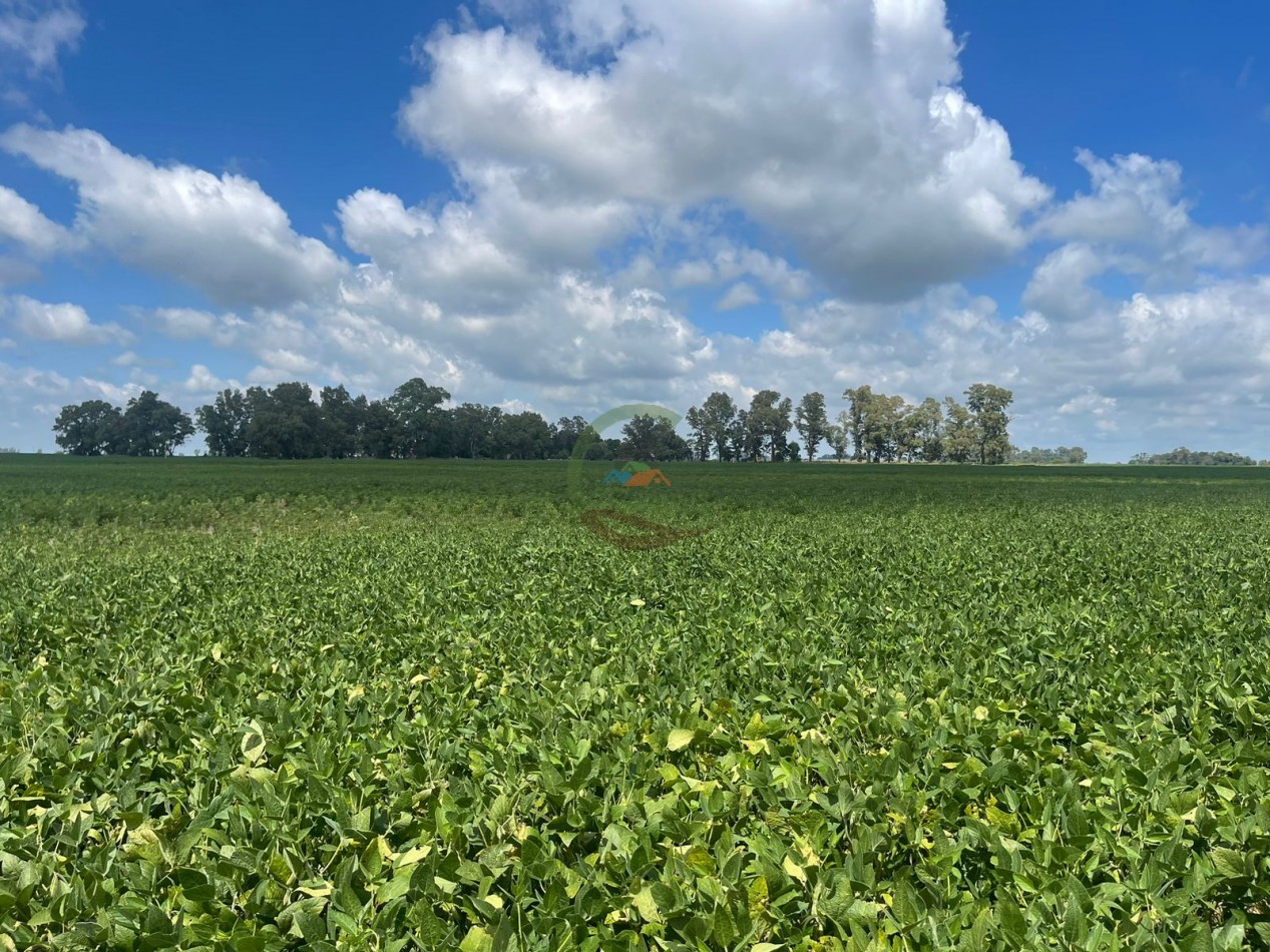 84 ha mixta - Bolivar
