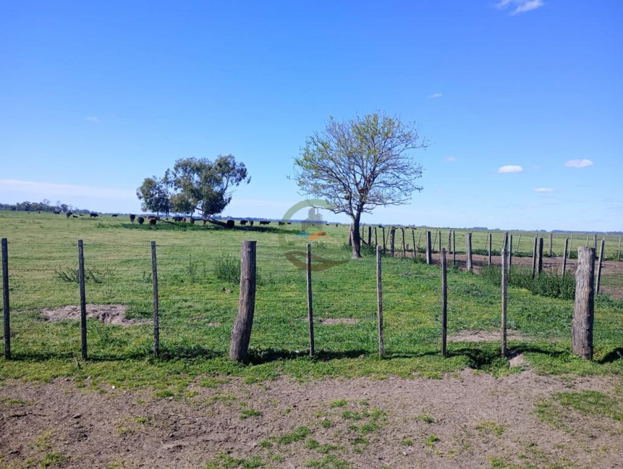 150 ha Ganaderas - 25 de Mayo