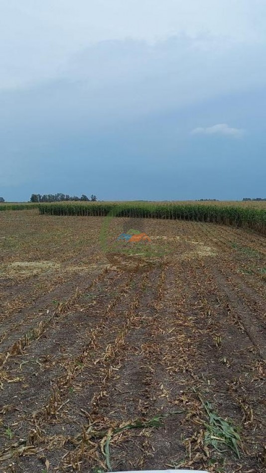 99 ha Mixto - 9 de Julio - Corbett