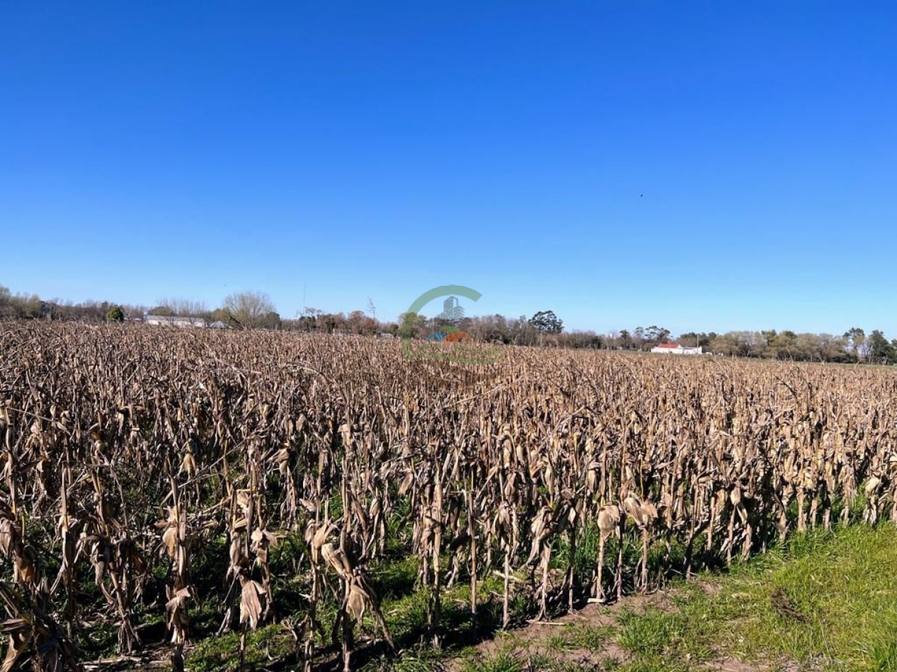 3 ha agricolas - polvaredas