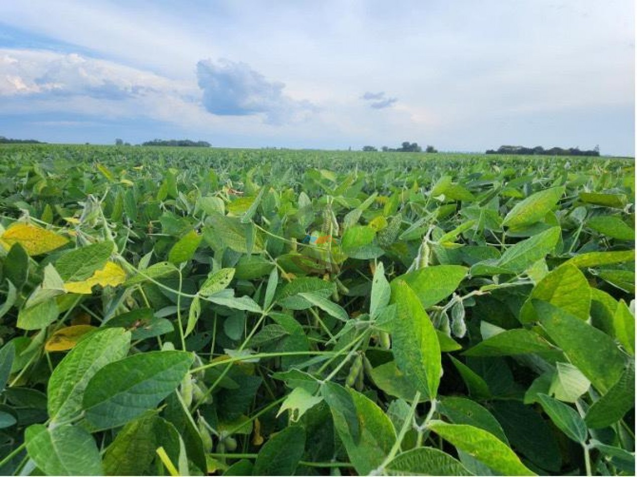 144 Ha Agricolas - Cavanagh - Cordoba 