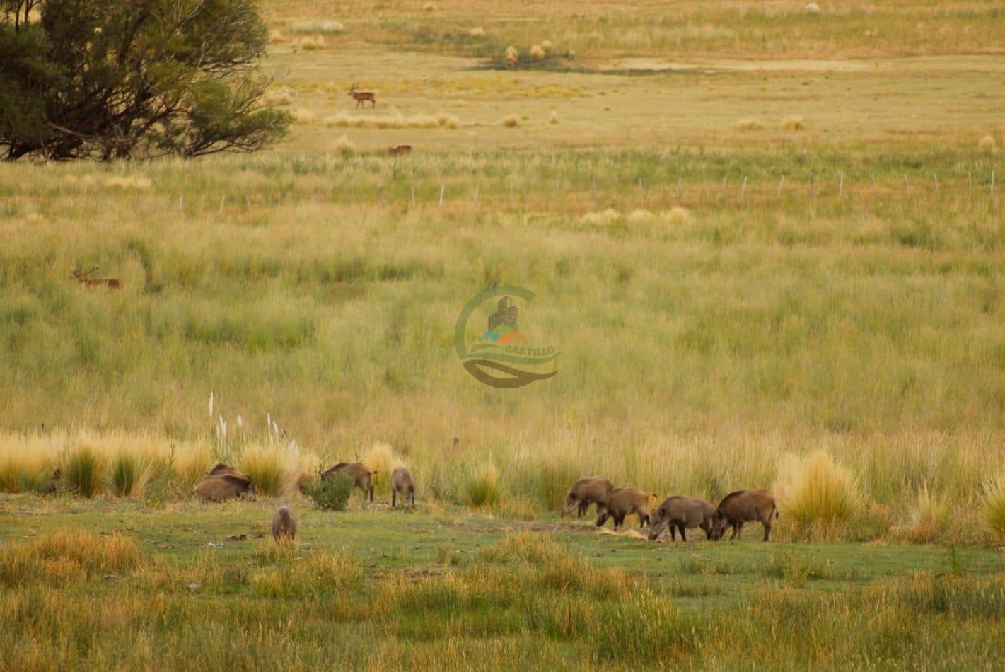 4047 Ha Ganadero - Coto de Caza - La Rinconada - Neuquen