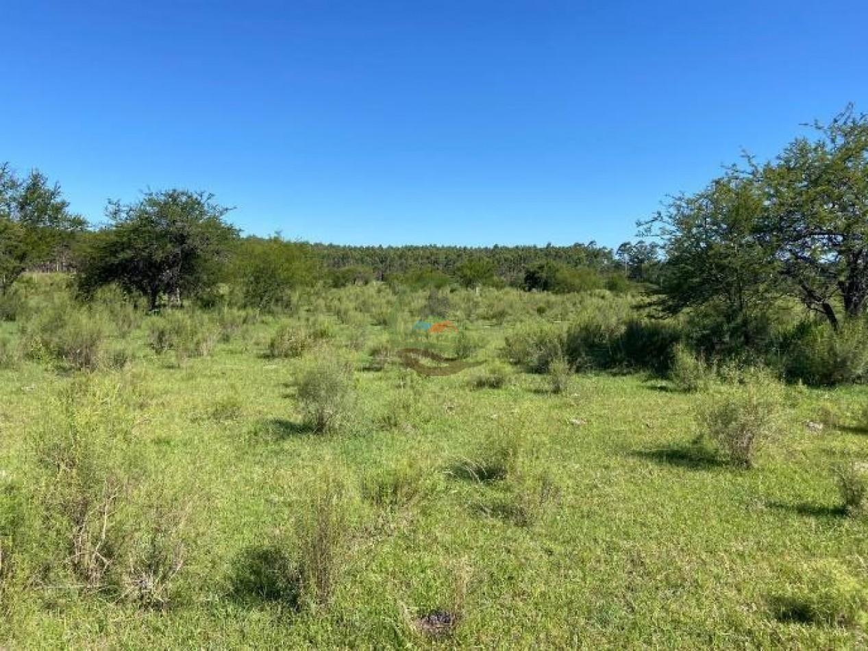 91 Ha Mixtas - San Salvador - Entre Rios