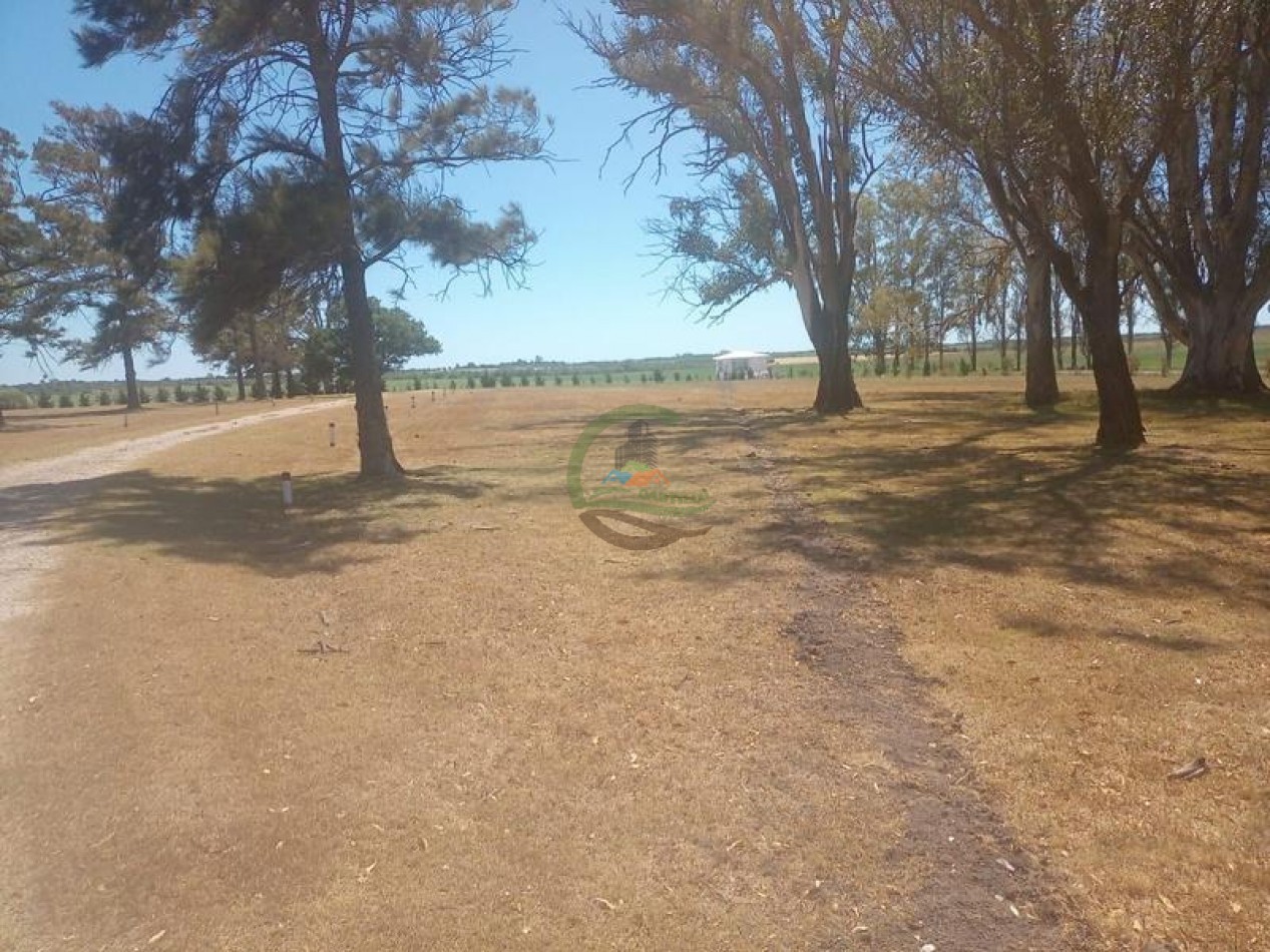 935 Ha Mixto - Nogoya - Entre Rios