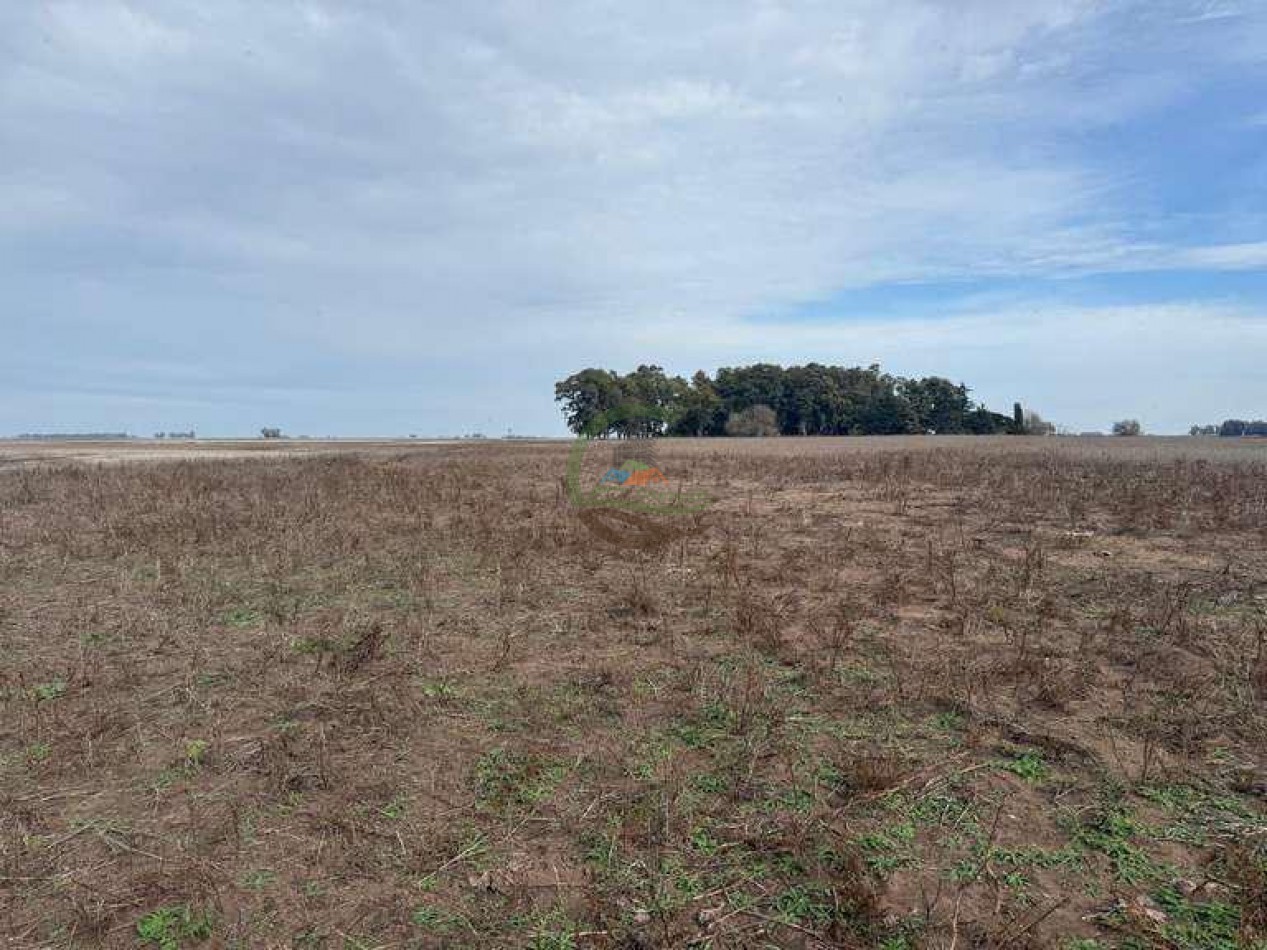 639 Ha Mixto - Urdampilleta - Bolivar