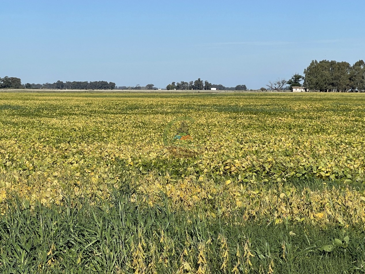 31 ha Agricolas - Saladillo 