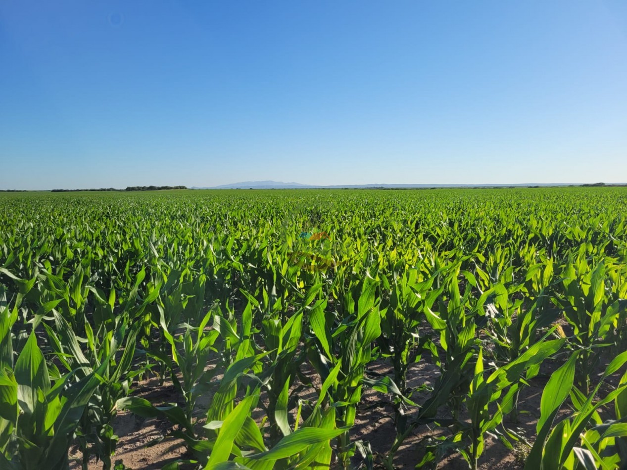 2000 ha Agricola - Rio Cuarto