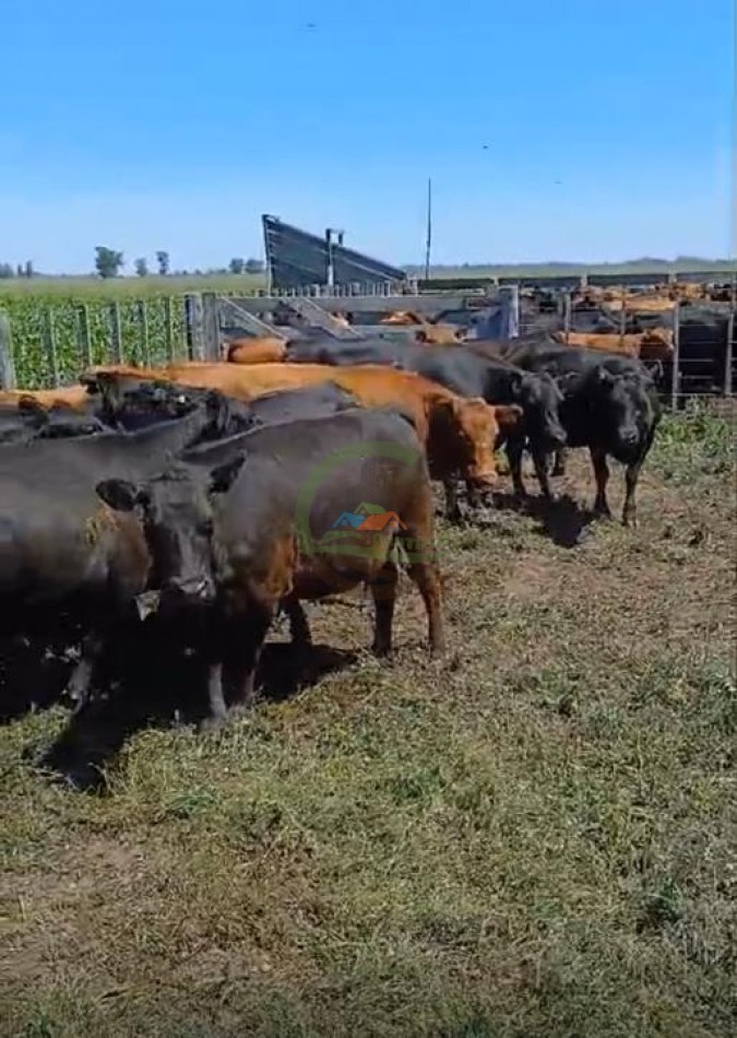 170 Ha Agricolas - Saladillo - Reynoso