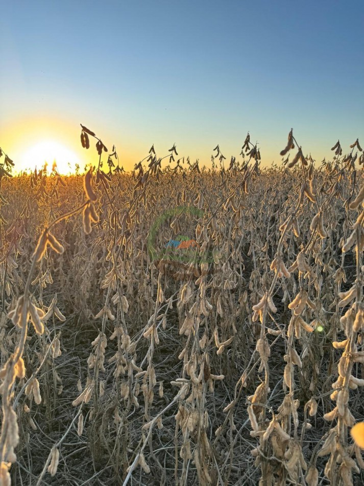 3750 Ha Agricolas - Tobas - Santiago del Estero