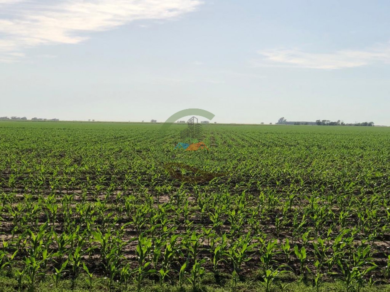 230 ha agricola - Labulaye