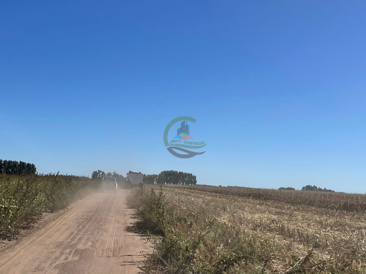 265 HA Agricolas - Saladillo