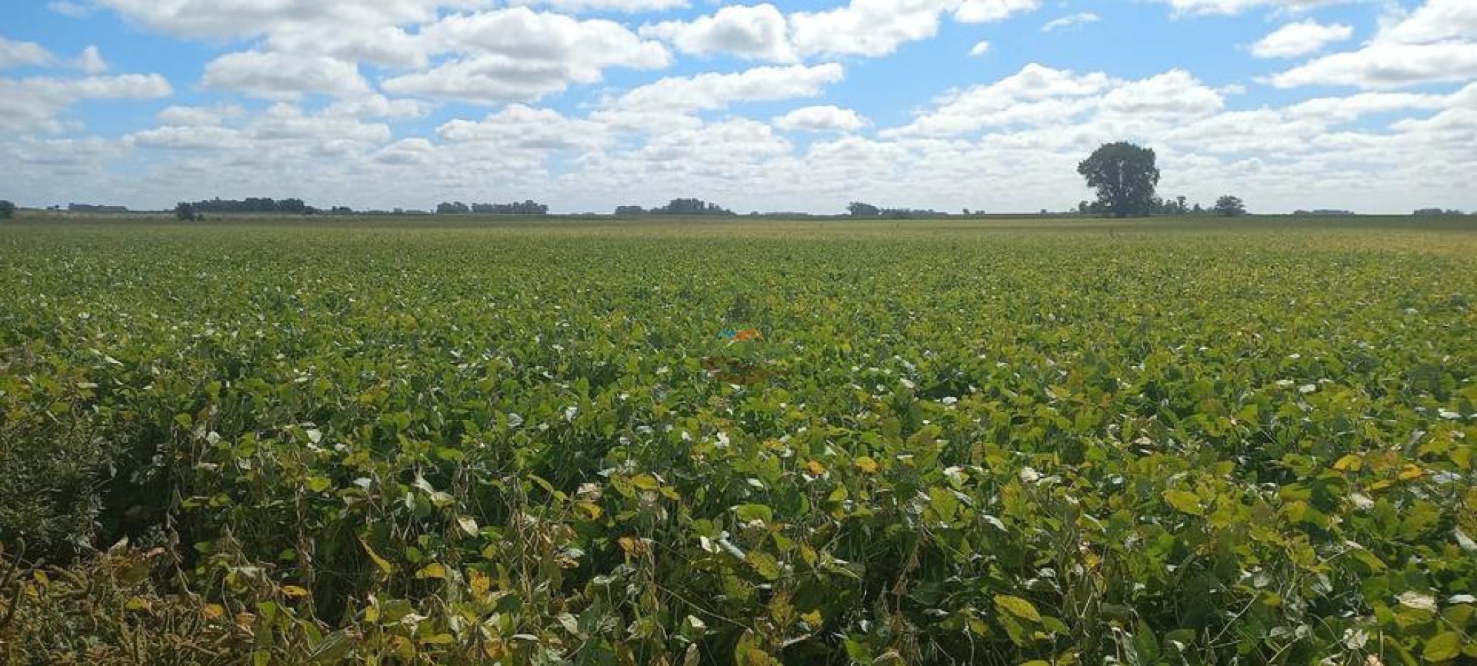 50 Ha Agricolas - Herrera Vegas