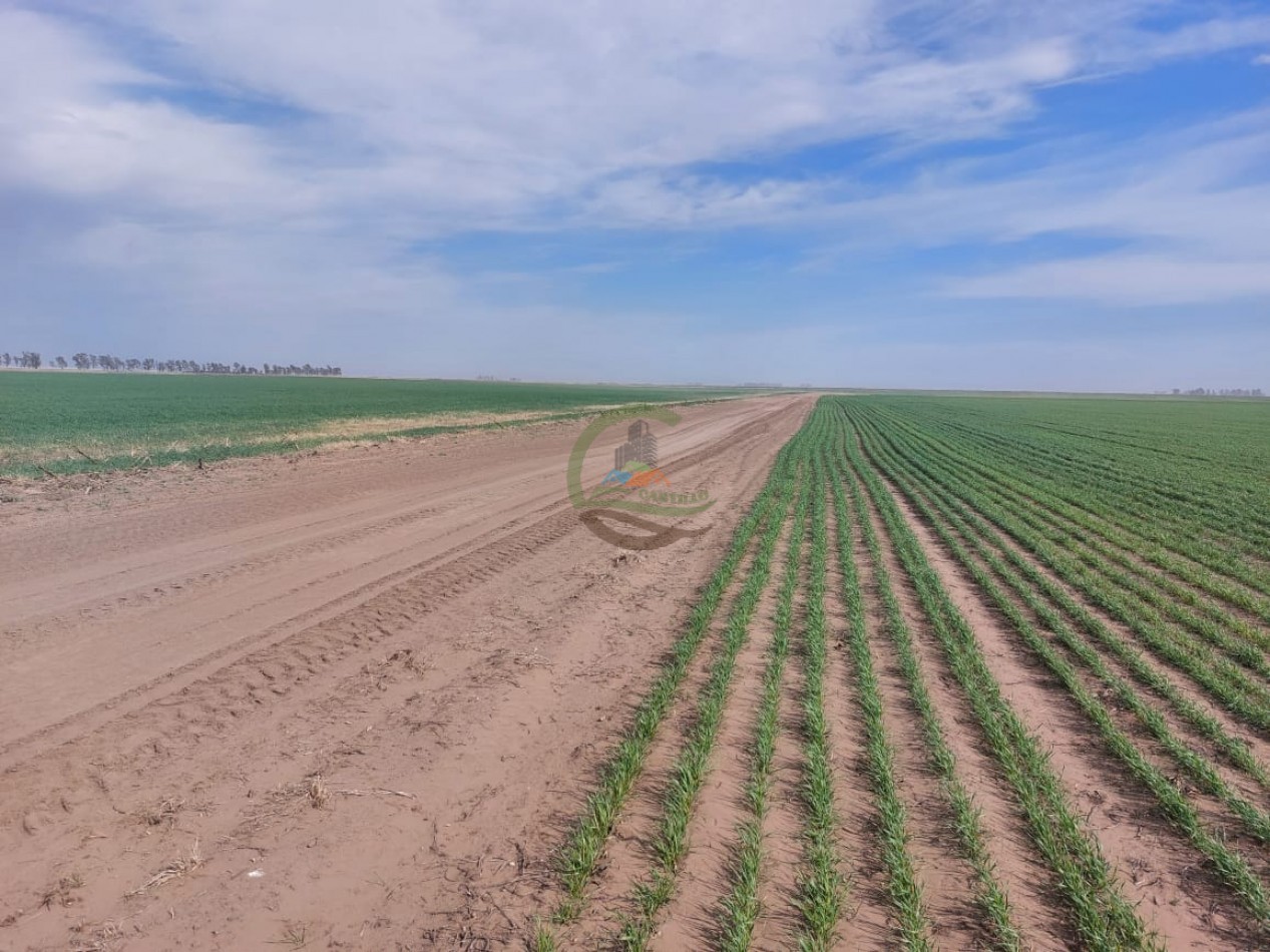 800 Ha Agricolas - Rufino - Santa Fe