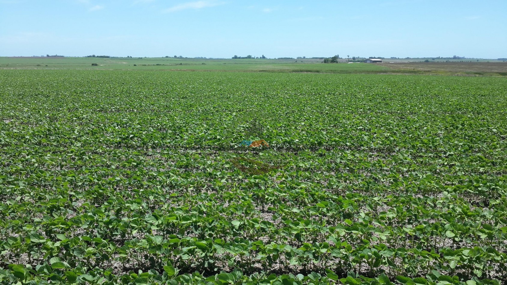 575 Ha Agricolas - Victoria - Entre Rios