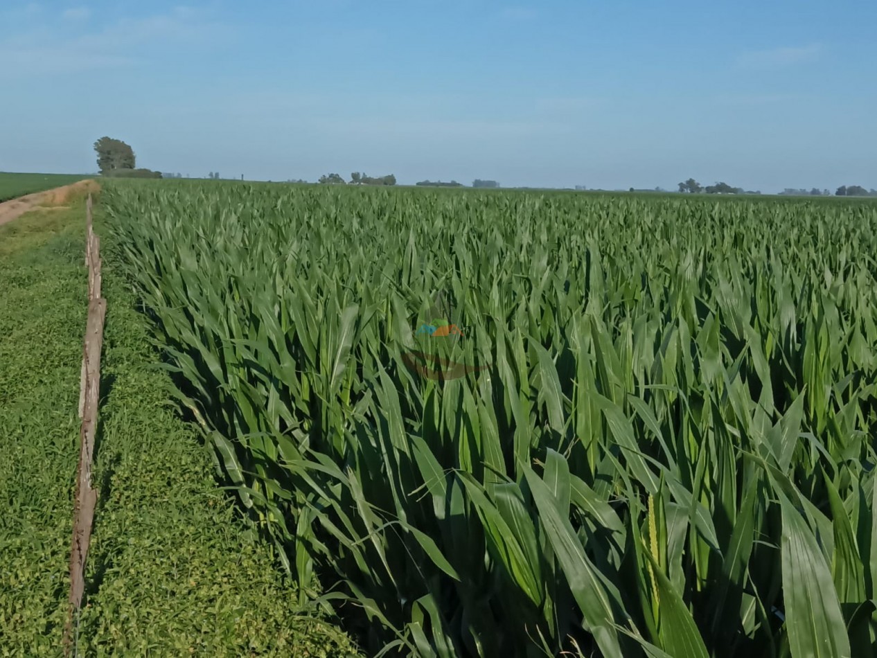 2000 ha Agricola - Rio Cuarto