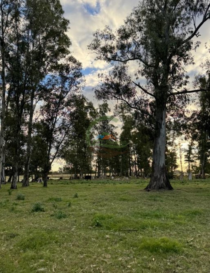 60 Ha Mixto - Las Flores