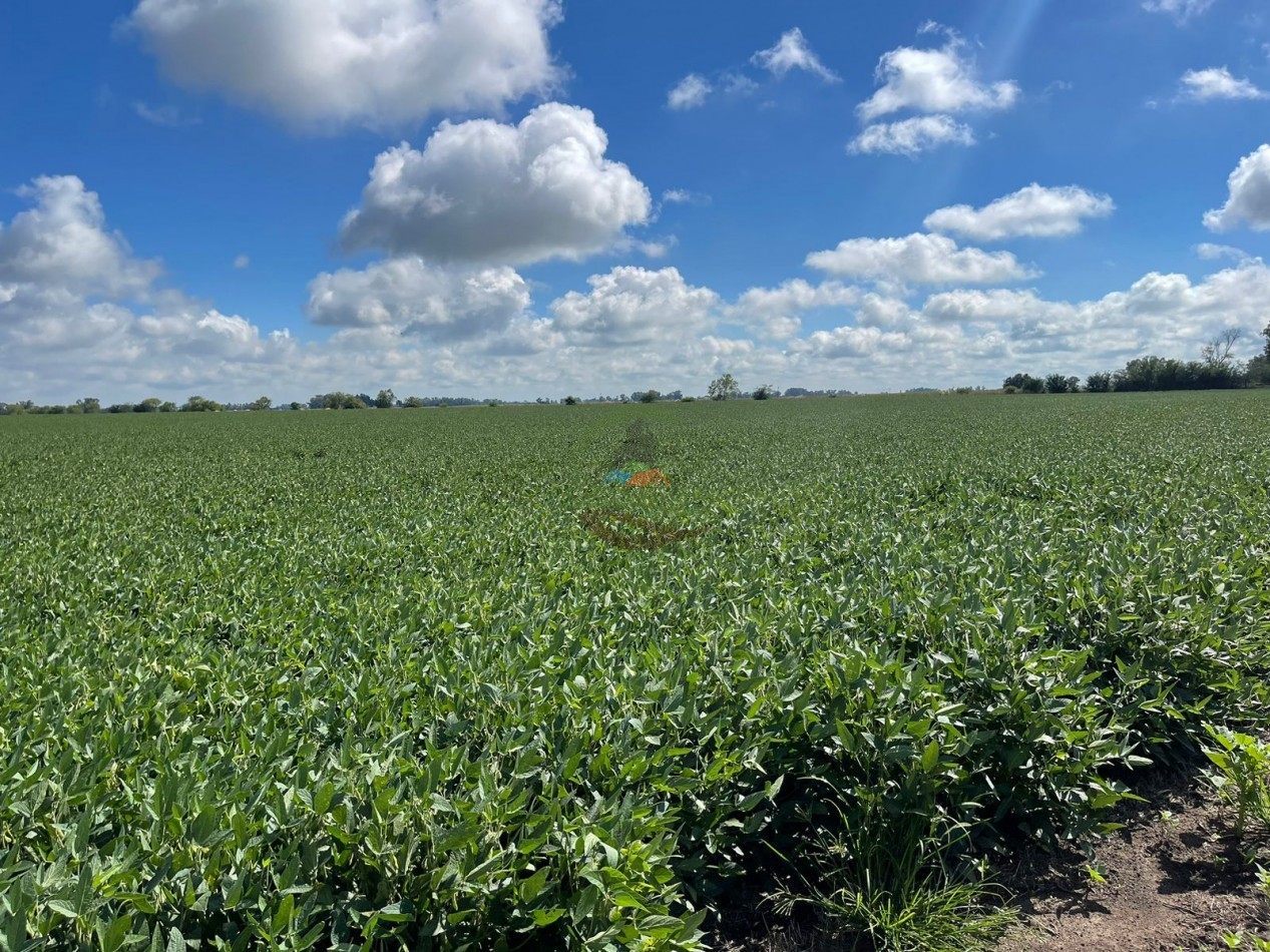 84 ha mixta - Bolivar