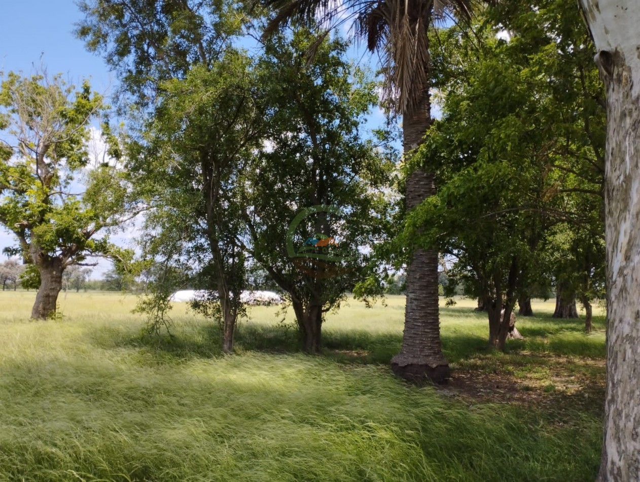20 ha ganaderas - navarro