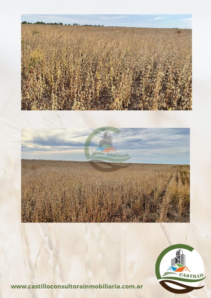 1530 ha agricolas - cordoba 