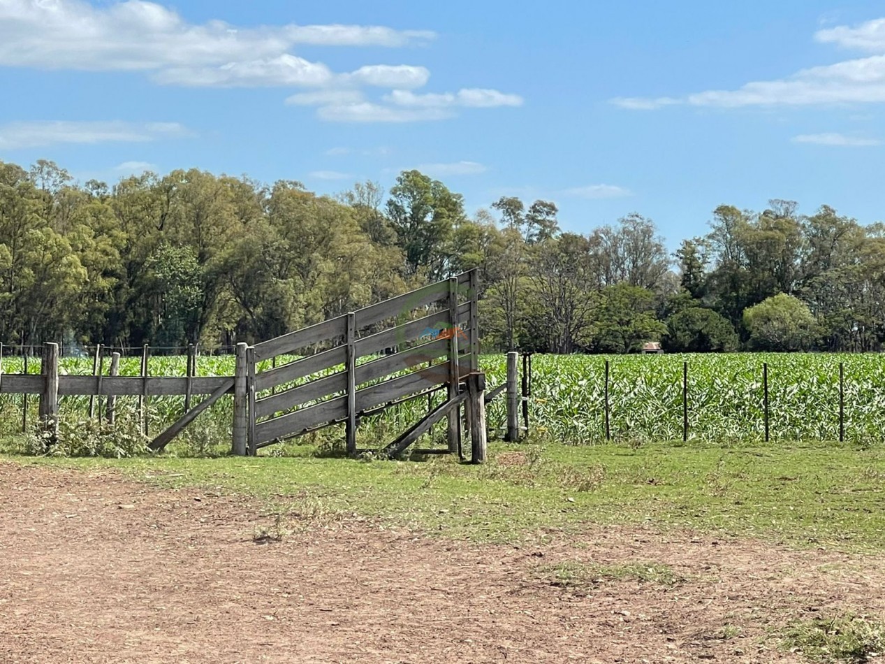 78 ha Mixtas - Saladillo