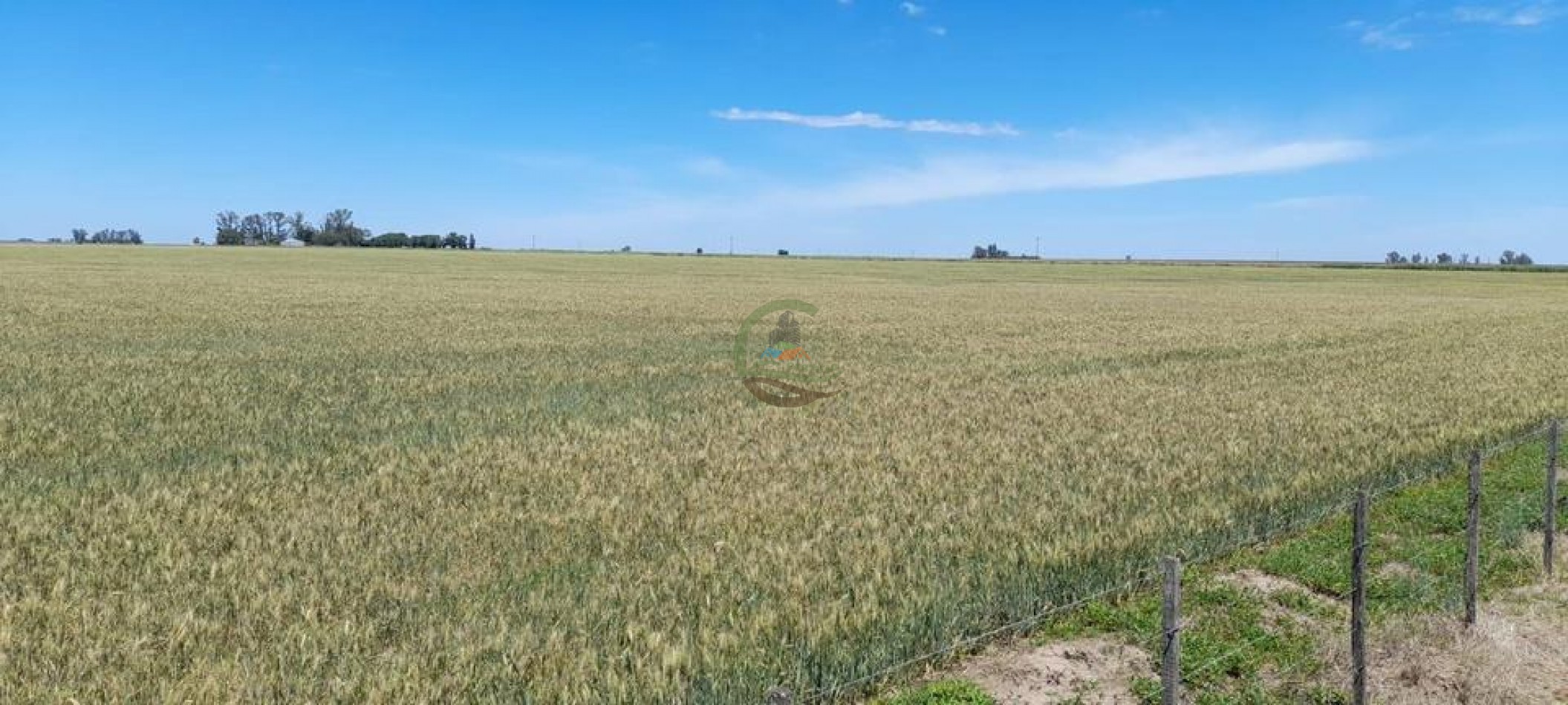 393 Ha Agricolas - Gral Roca - Marcos Juarez - Cordoba