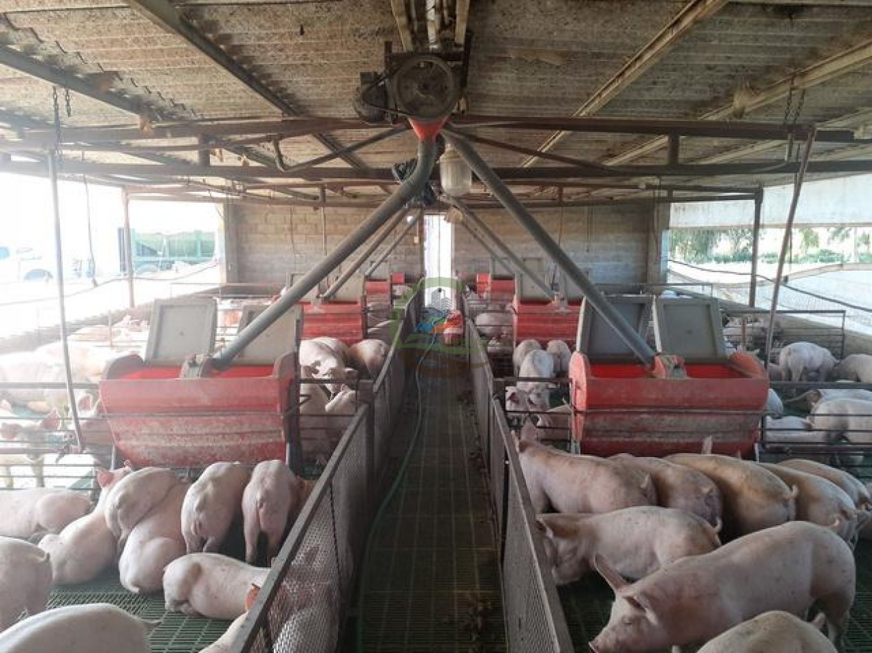 95 Ha Granja de Cerdos - Trenque Lauquen