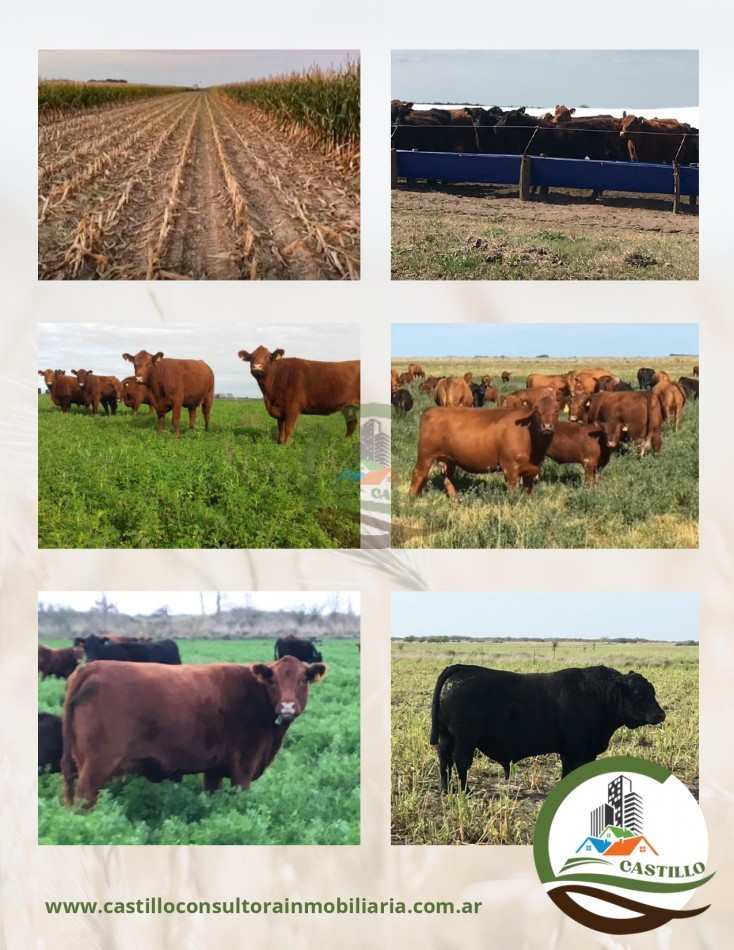 2500 ha mixtas - pedro luro