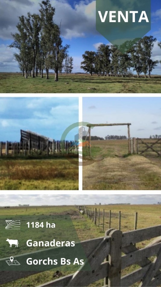 1184 ha Ganadero - Las Flores