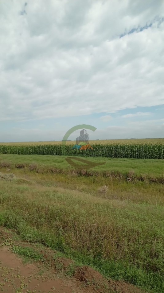 336 Ha Agricolas - Rio Cuarto - Cordoba