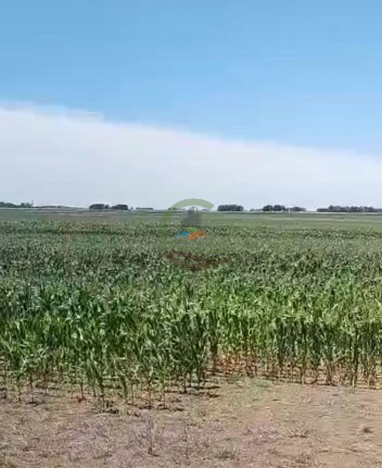 70 ha Agricolas - daireaux