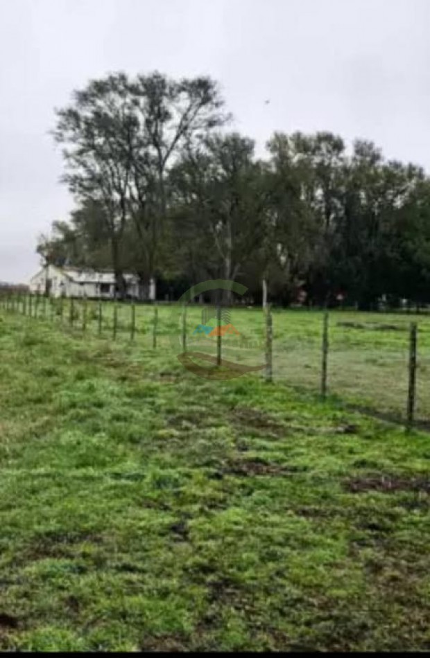 920 Ha Ganadero - Pila - Alquiler