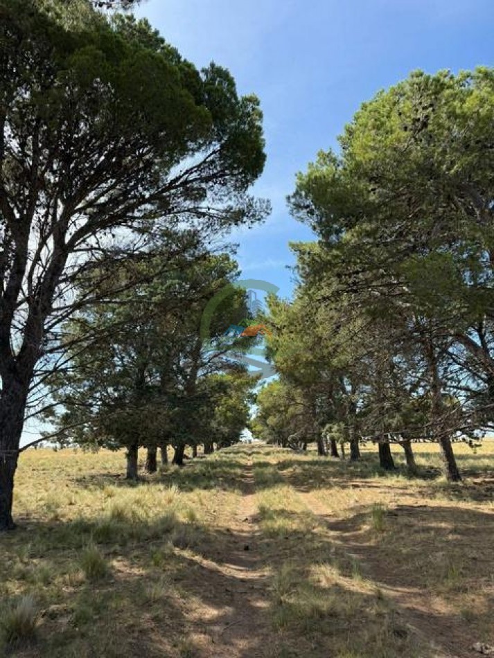200 Ha Ganadero - Villa Iris - Buenos Aires