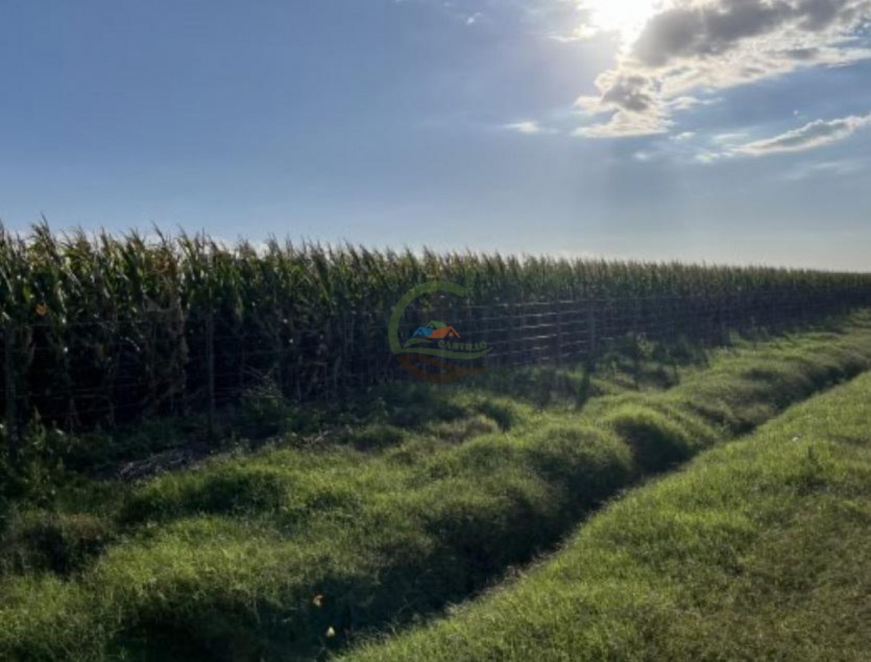 120 ha Mixto - Daireaux