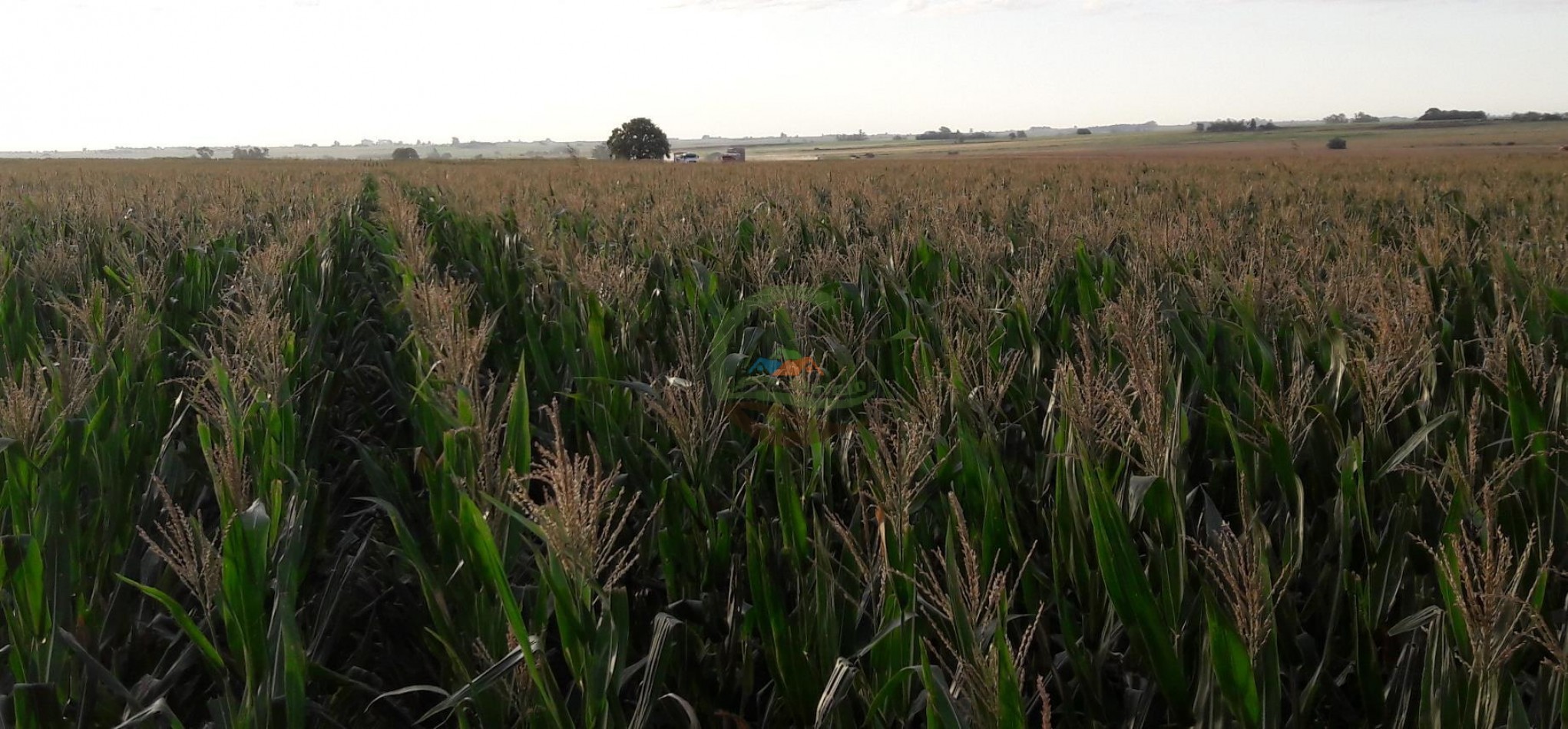 575 Ha Agricolas - Victoria - Entre Rios