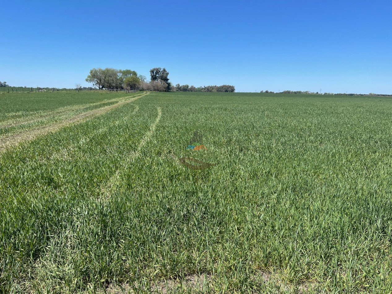 102 ha Agricolas - 25 de Mayo 