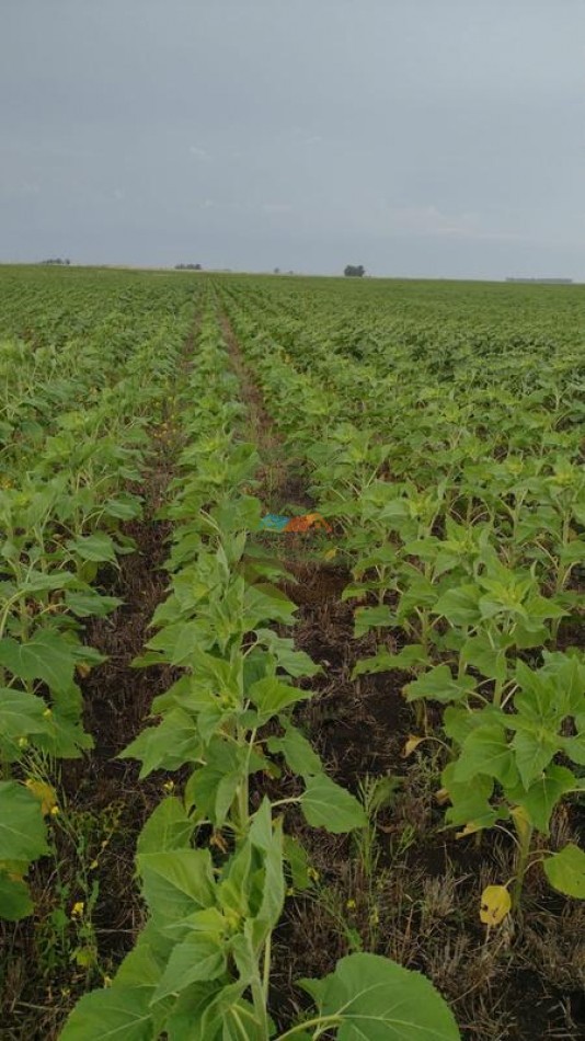 179 Ha Mixto - Tres Arroyos - Micaela Cascallares - Alquiler
